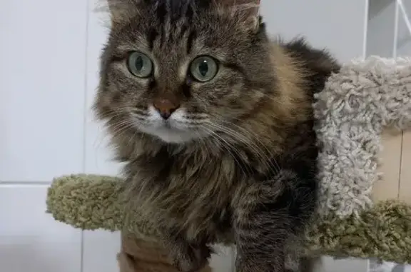 Найдена кошка, Омск, фото: Кошка найдена и в приюте: 25-я Линия, Омск