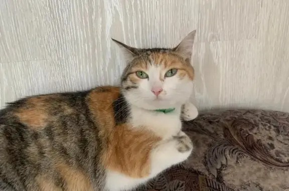 Пропала кошка в селе Панино, Рязанская обл.