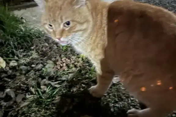 Найденные животные Таганрог, фото: Найдена кошка, Абрикосовая ул., 17, Таганрог