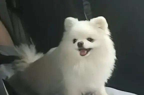 Собаки потеряшки, Москва, фото: Потеряшка собака, Ярославское ш., 124, Москва