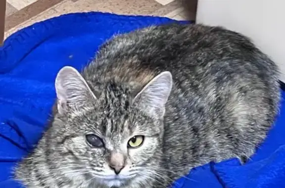 Найдена кошка, Томск, фото: Кошка найдена на Сибирской 102В, Томск