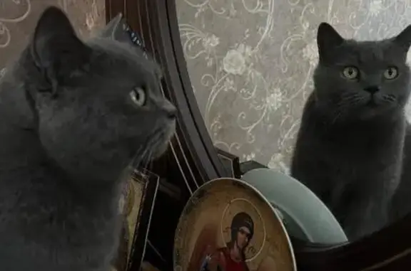 Пропала кошка, ул. Коммунаров, Брюховецкая