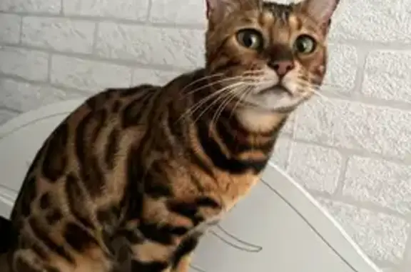 Пропала кошка, Заречная ул. 28, Быньги