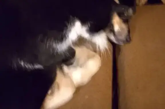 Пропала собака, ул. Пирогова, 33, Белгород