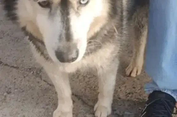 Найдена собака, , фото: Собака найдена: ул. Энергетиков, 12, Оренбург