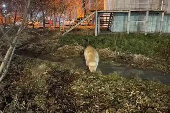 Найдена собака, Челябинск, фото: Собака найдена: Российская ул., 159, Челябинск