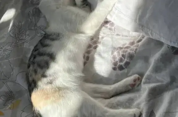 Пропала кошка, Ленинградская 78, Вологда