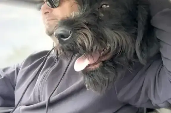 Пропала собака, ул. Дубравка, 26, Оскол