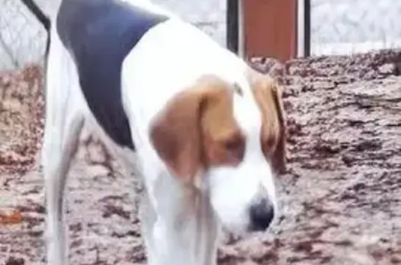 Пропала гончая у санатория 