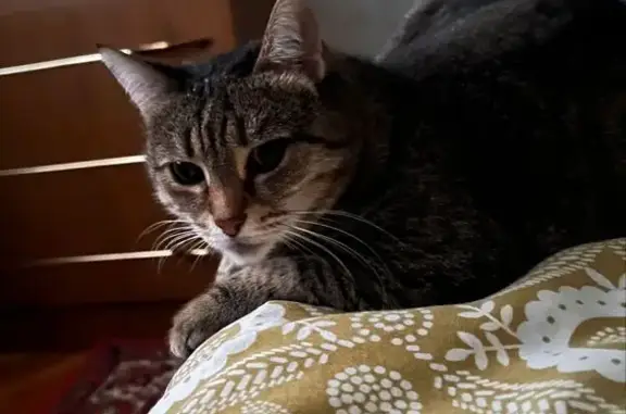 Потерянные животные Кисловодск, фото: Пропала кошка, Главная ул. 76, Кисловодск