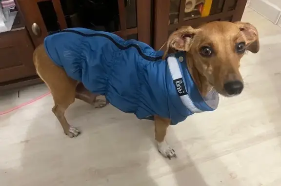 Найдена собака, Волгоград, фото: Собака найдена у ул. Санаторная 16, Волгоград