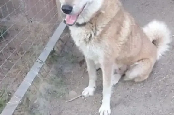 Пропала собака, Село Красное, 29К-016