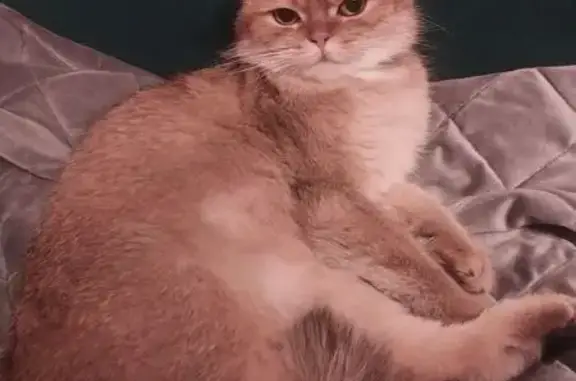 Пропала кошка, Ярославль, Вокзальная 68/32