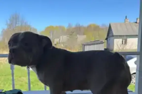 Пропала собака, Гдов, Псковская обл.