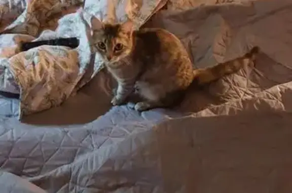 Пропала кошка, ул. Пастухова, 39, Ижевск