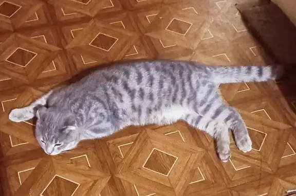 Кошки потеряшки, Иваново, фото: Потеряшка кошка, 4-я линия, Иваново