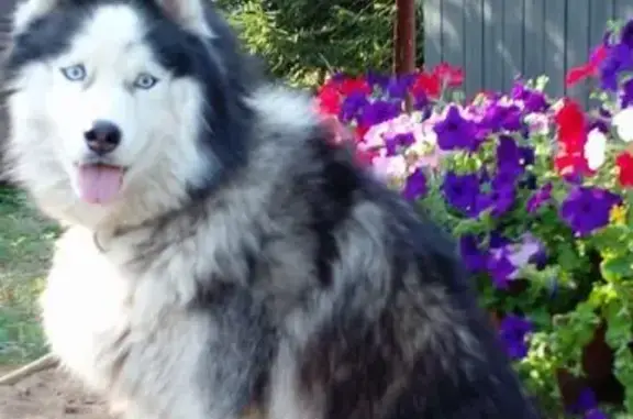 Собаки потеряшки, , фото: Потеряшка собака, Иглово, КП Матрешки Вилладж