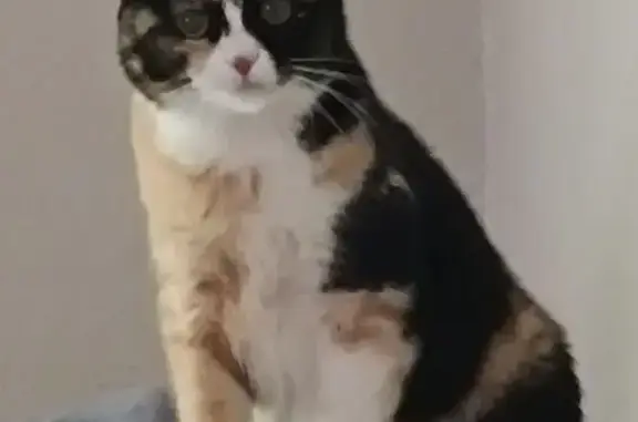 Пропала кошка, Студенческий пр-д, 31, Кострома