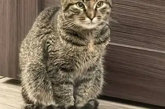 Найдена кошка, Пенза, фото: Найдена кошка, ул. Антонова 50, Пенза