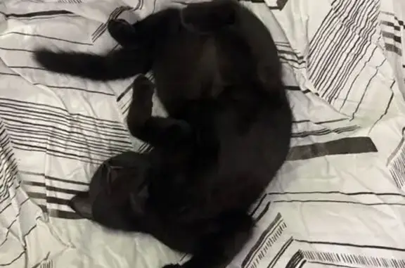 Кошки потеряшки, Ставрополь, фото: Потеряшка черная кошка, Отрадная, Ставрополь