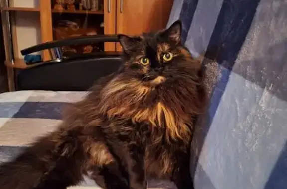 Пропала кошка Сима, ул. Пограничная 6а