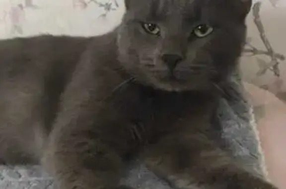 Найдена кошка, Краснодар, фото: Кот найден: Сормовская ул., Краснодар