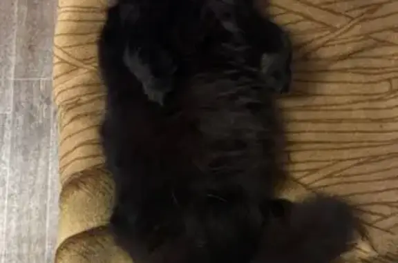 Пропала кошка, Черниковская 45А, Уфа