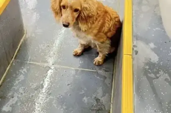 Собаки потеряшки, Прокопьевск, фото: Потеряшка собака в Спиченково