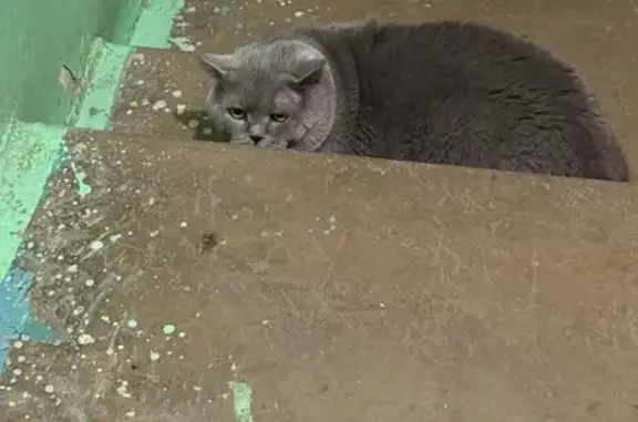 Серый кот найден, ул. Кутузова, 88Б, Тула