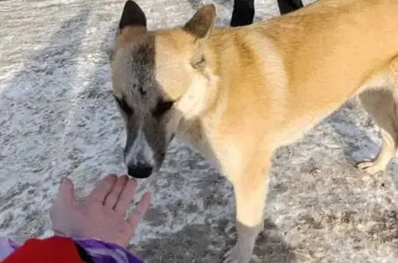 Найдена собака, Томская область, фото: Потеряна собака в Светлом, Томская область