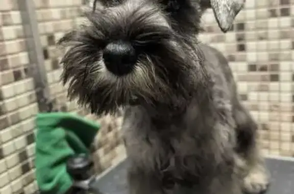 Собаки потеряшки, Павловское, фото: Потеряшка собака в Павловском, МО