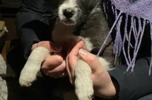 Найдена собака, Новгородская область, фото: Найдена собака, Трубичинское с.п., Новгородская обл.