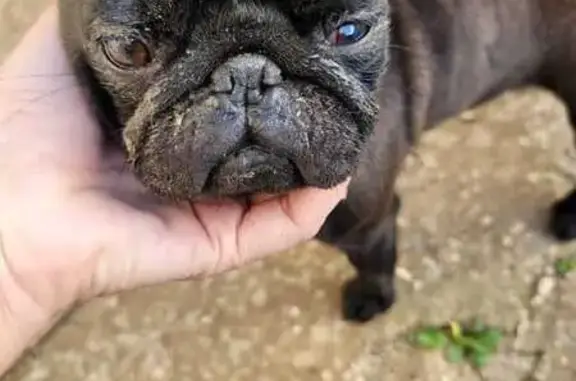 Найдена собака, , фото: Софиевка, Крым: найдены два мопса