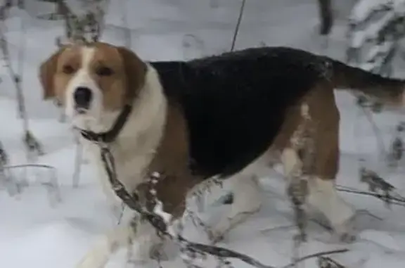 Пропала собака, Королево, Легостаево 8