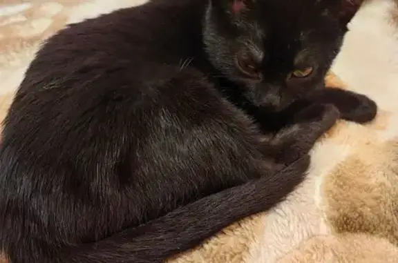 Найдена кошка, Пермь, фото: Кошка найдена на Краснофлотской, 32, Пермь