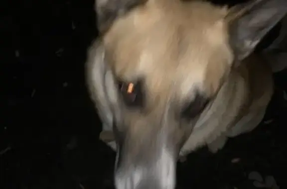 Найдена собака, Северная ул. 18, Муромский