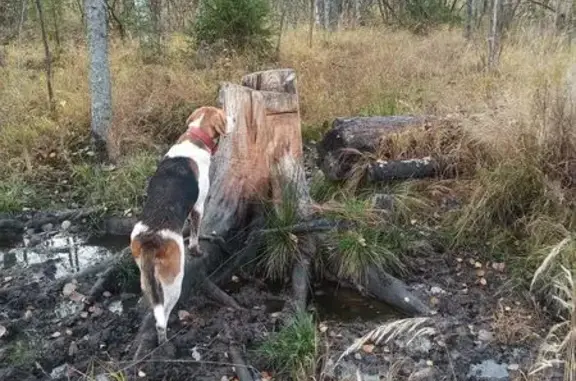 Пропала гончая в Тверской области