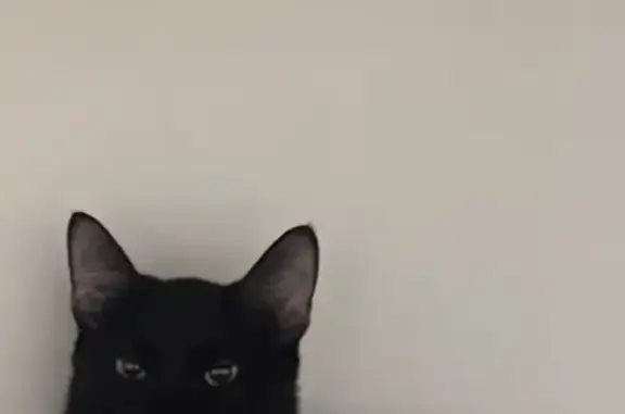 Пропала кошка, Лесная ул., Москва