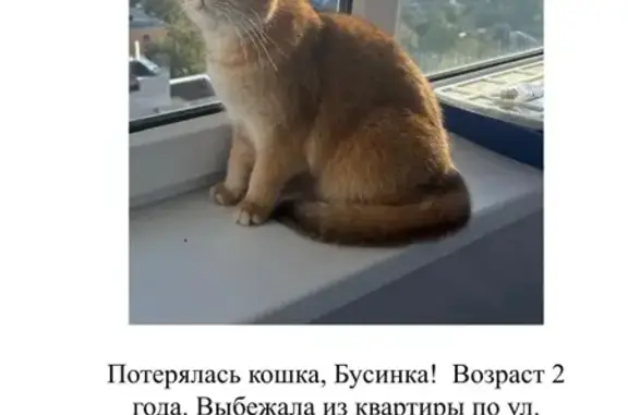 Пропала кошка, ул. Руднева 57Б, Тула