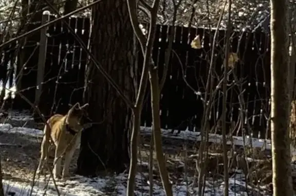 Найдена собака, Королёв, фото: Акита найдена: Магистральная ул, 2А с1, Королёв