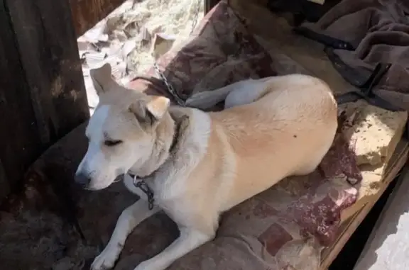 Пропала собака в Орле, Орловская область