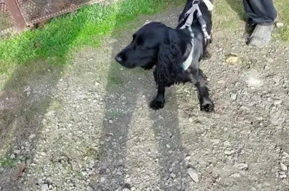 Найдена собака, городской округ Батайск, фото: Собака найдена на ул. М. Горького, Батайск
