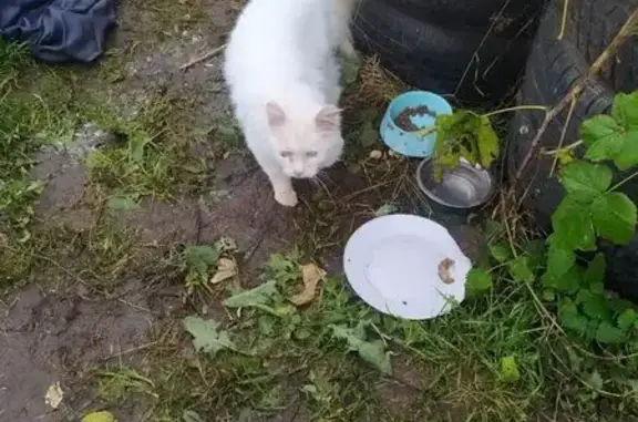 Найдена кошка, Владимирская область, фото: Котик найден в Кутуково, Владимирская обл.