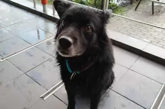 Найдена собака, Москва, фото: Найдена черная собака, ул. Твардовского 12к1