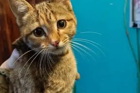 Найдена кошка, , фото: Кошка найдена на Дзержинского, 35, Ижевск