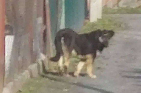 Найдена собака, Ростов-на-Дону, фото: Собаки найдены: 4-й Раскатный пер., Ростов-на-Дону