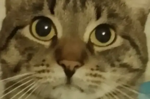 Кошки потеряшки, Москва, фото: Потеряшка кошка, Веерная ул. 16 к2, Москва