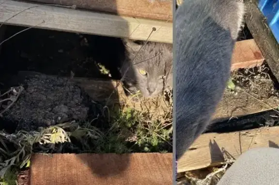 Найдена кошка, Уфа, фото: Серая кошка найдена: Уфа, пр. Дружбы Народов