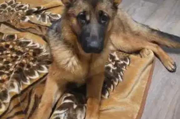 Собаки потеряшки, , фото: Потеряшка овчарка, Тихвин, Ленобласть