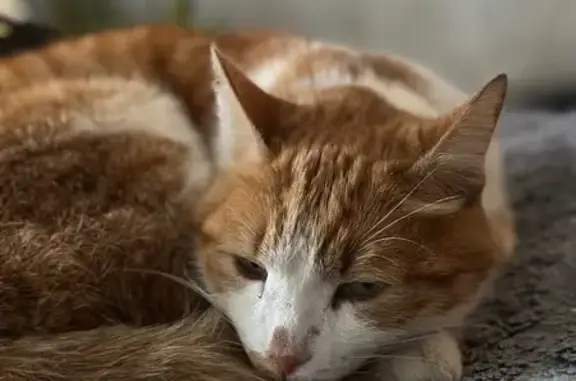 Найдена кошка, Нижний Новгород, фото: Кошка найдена: пр. Ленина, 45к3, Н. Новгород